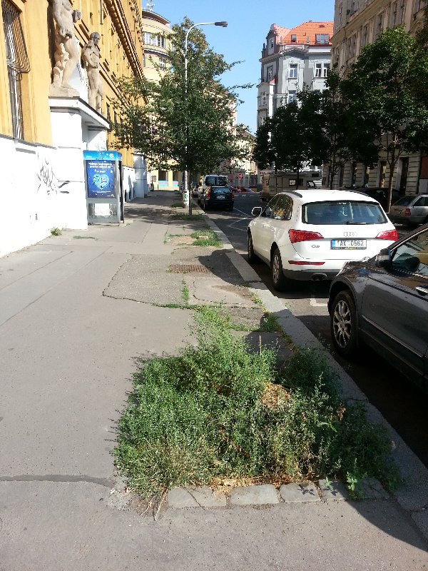 6 chybějících stromů v ulici Fibichova
