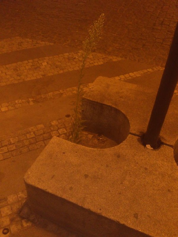 Rostoucí rostlina na Jungmanově náměstí
