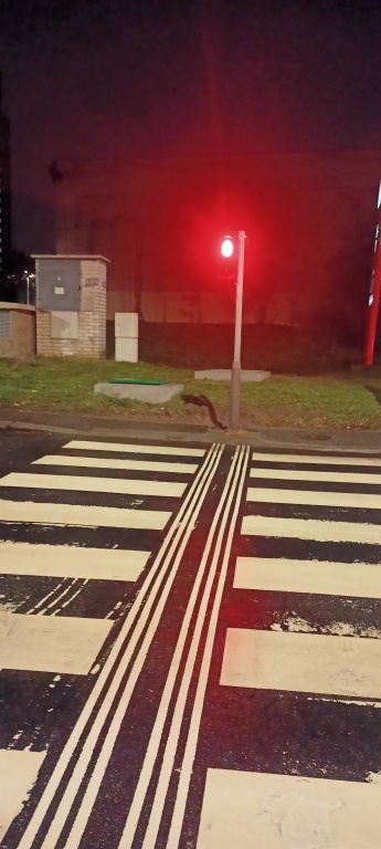 Rychle preskakujici semafor