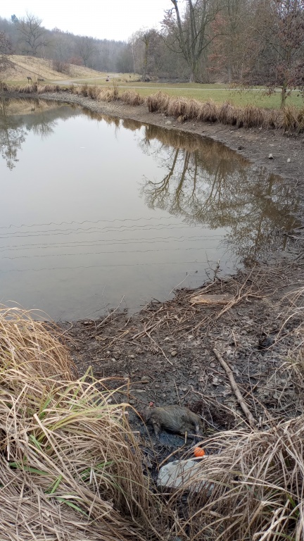 Mrtvé zvíře na břehu rybníka