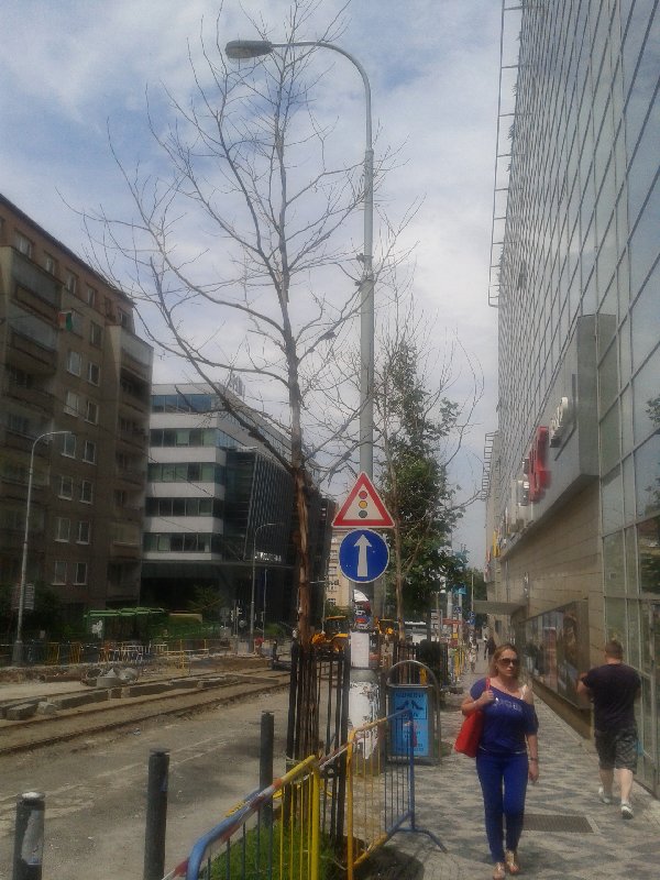Mrtvý strom na křižovatce Vinohradská x Jičínská