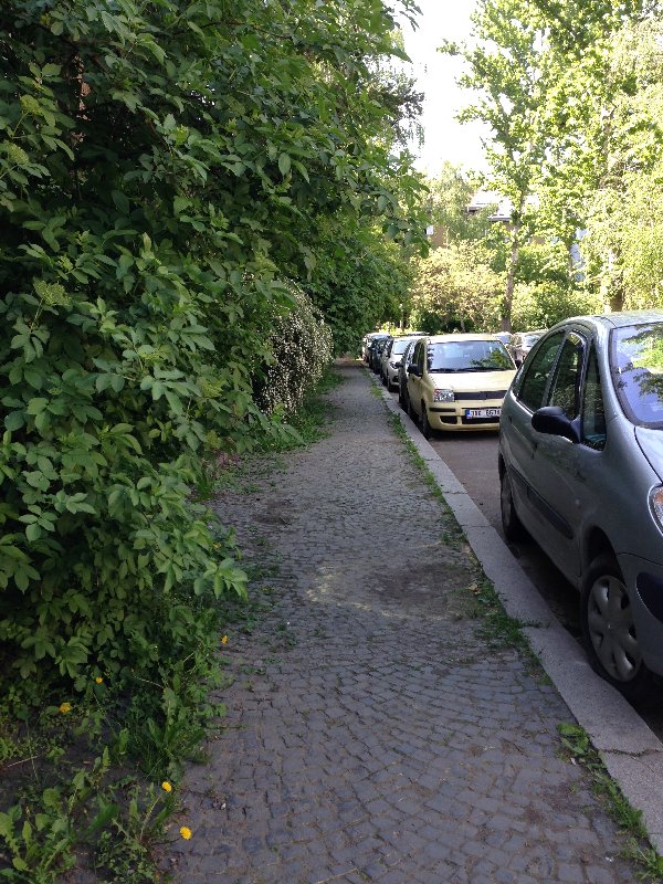 Keře přerůstající do chodníku v Nučické 