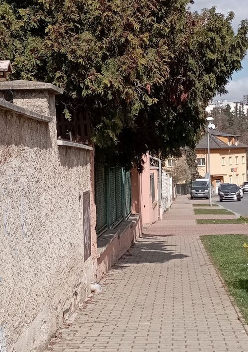 Vegetace přes chodník