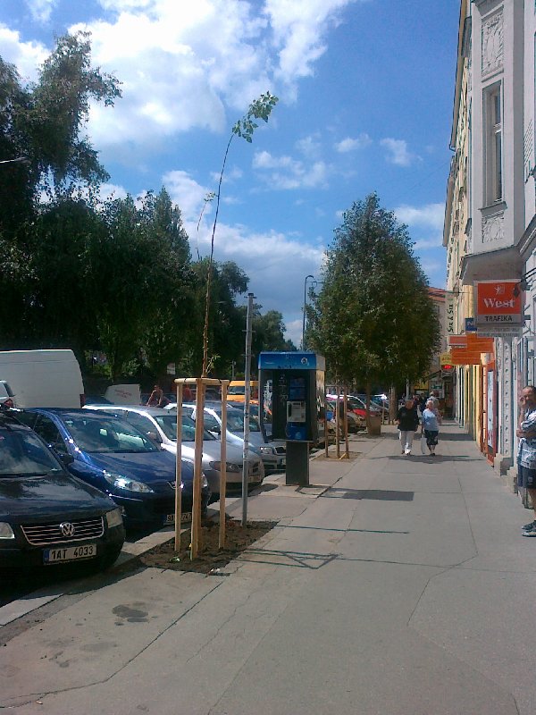 Nový strom - vysazený už polomrtvý