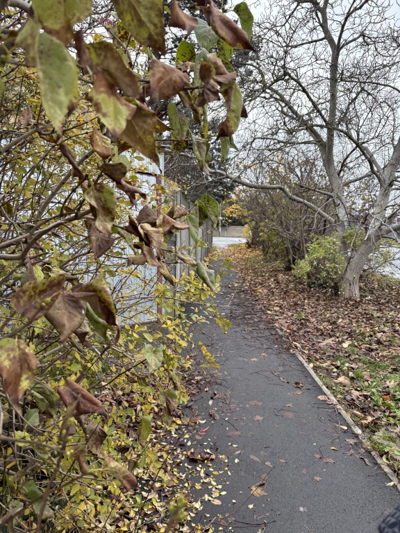 Chodník Severní XI